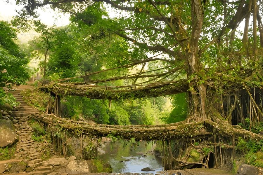 Double Decker Living Root Bridge