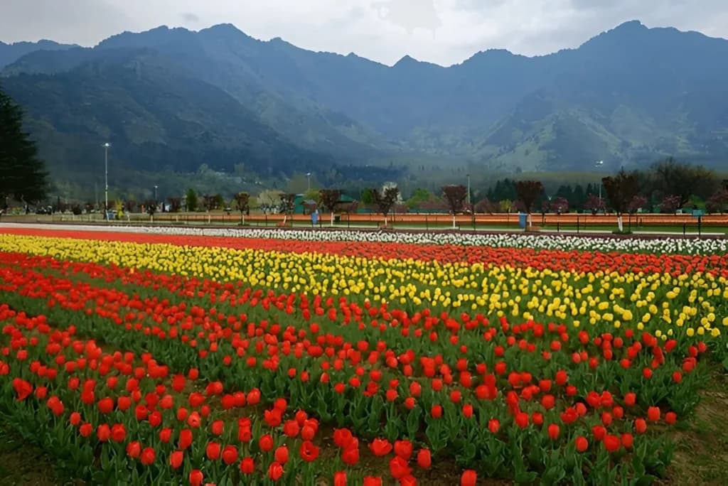 Kashmir in summer