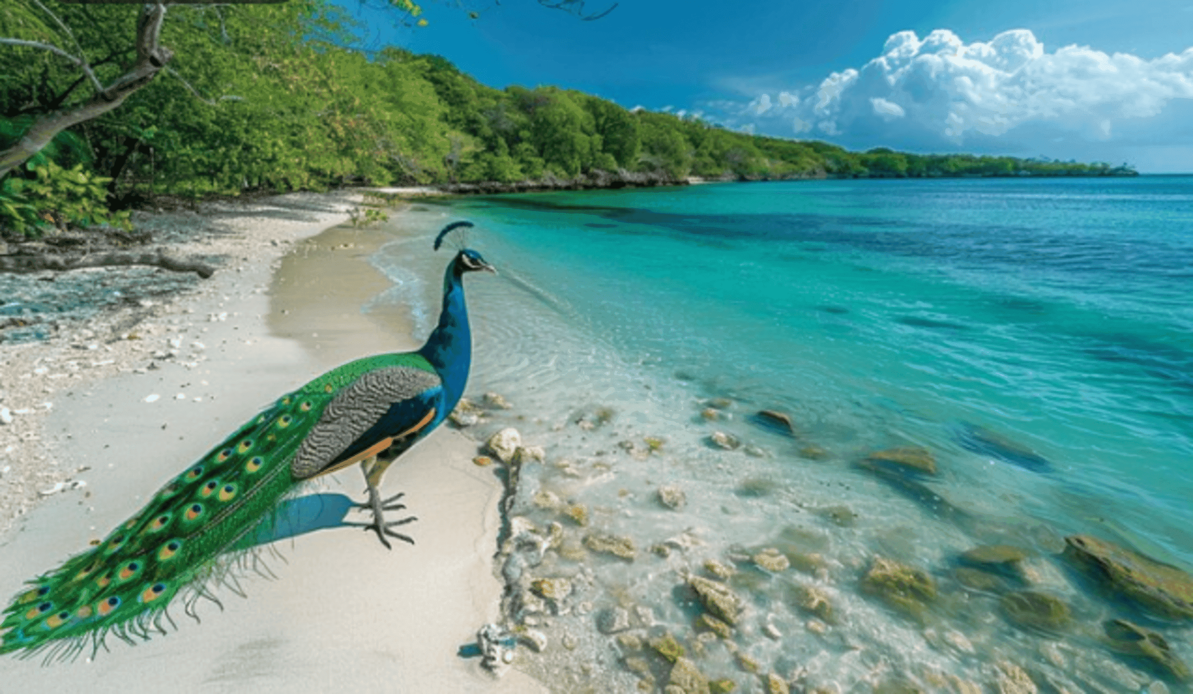 Are You Ready to Uncover the Mysteries of Galathea National Park in the Andamans?