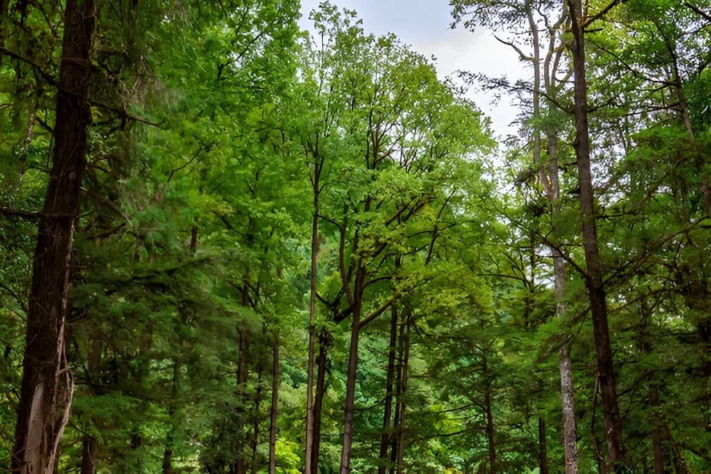 Jigme Dorji National Park, Gasa