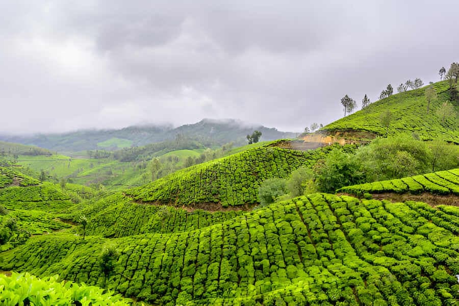 Wayanad