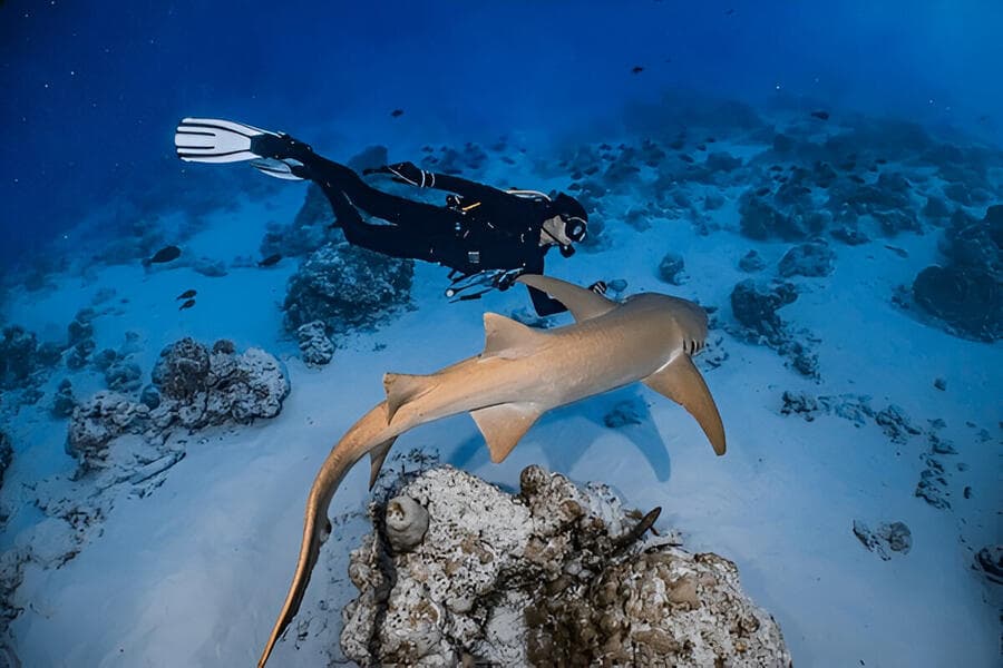 Best Things to Do in the Maldives in June