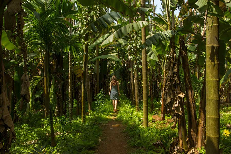 Visit a Spice Plantation