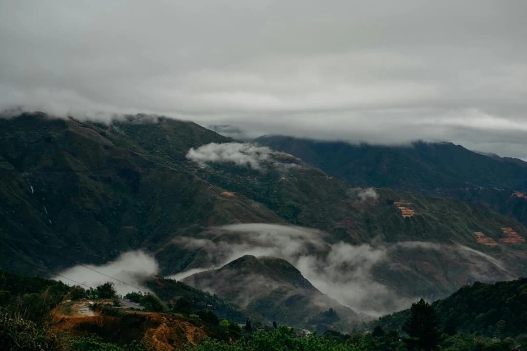 Forest Surroundings