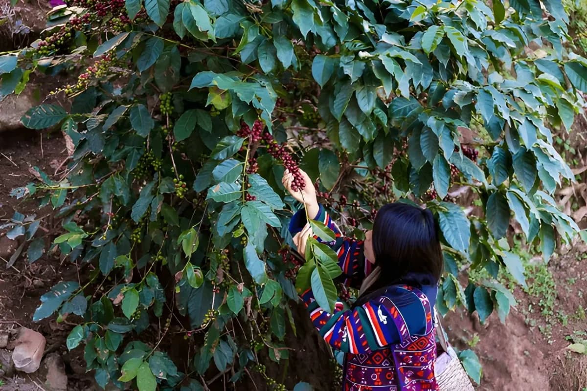 Akha tribe worker pick fresh red coffee seed as a coffee beans plantation
