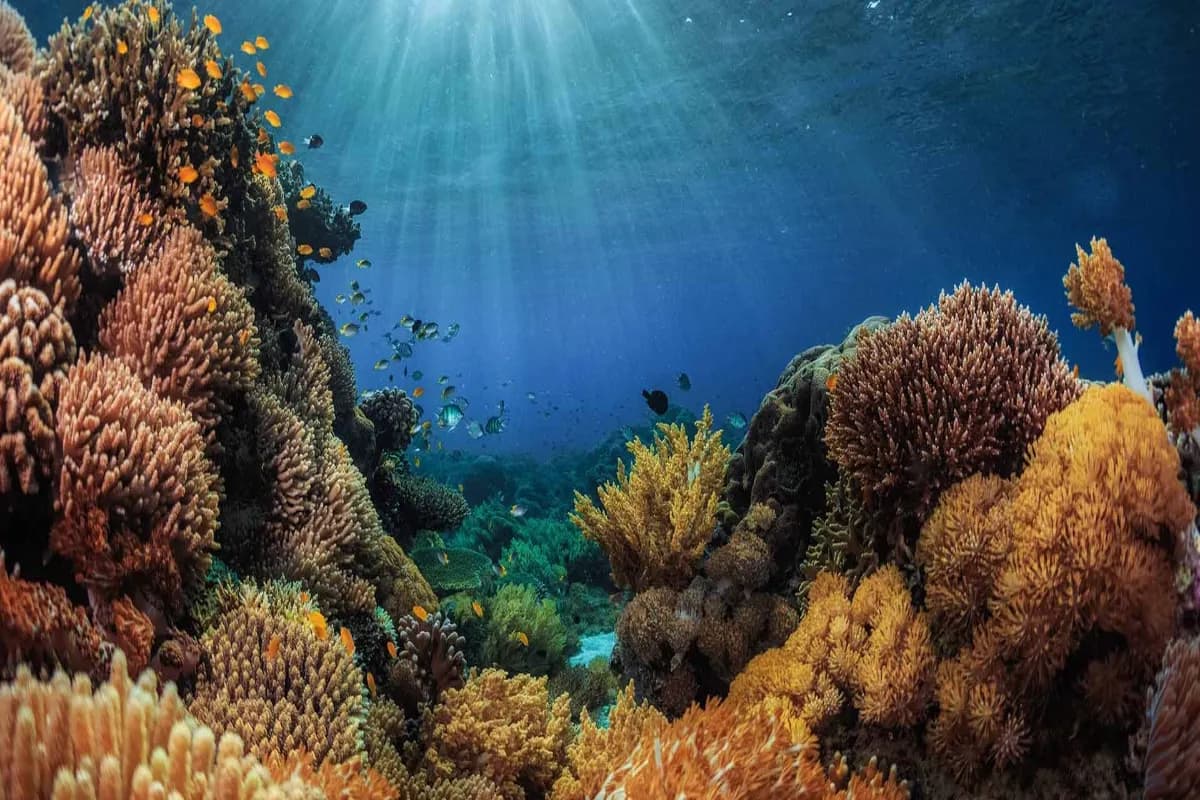 Hikkaduwa Reef