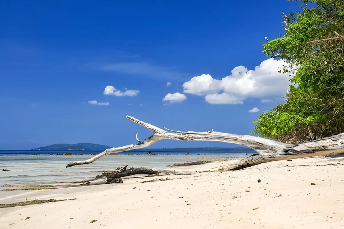 Elephant Beach