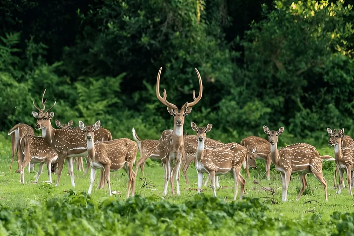 Yala National Park