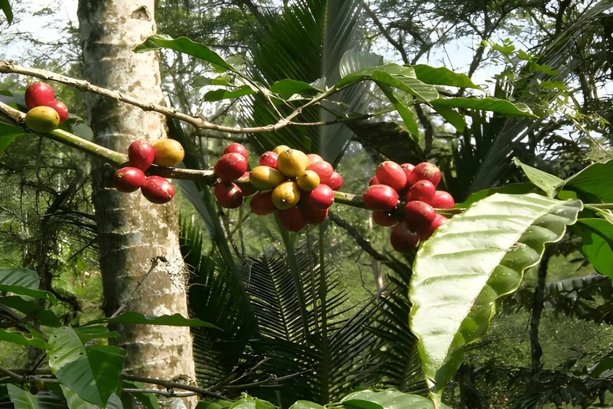 coffee beans