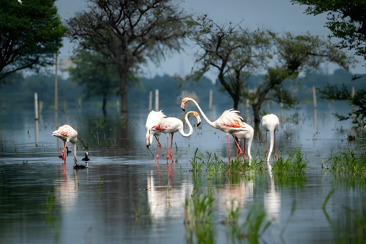 Short Trip to Bharatpur