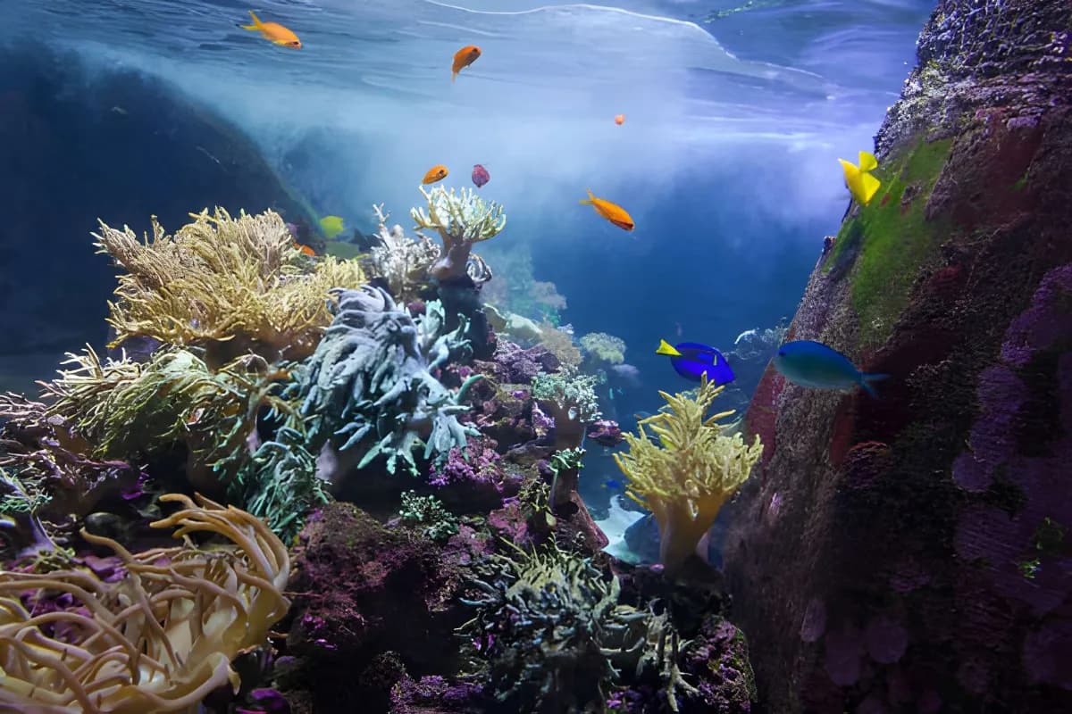Scuba Diving in Dubai