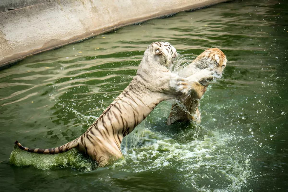 Safari World