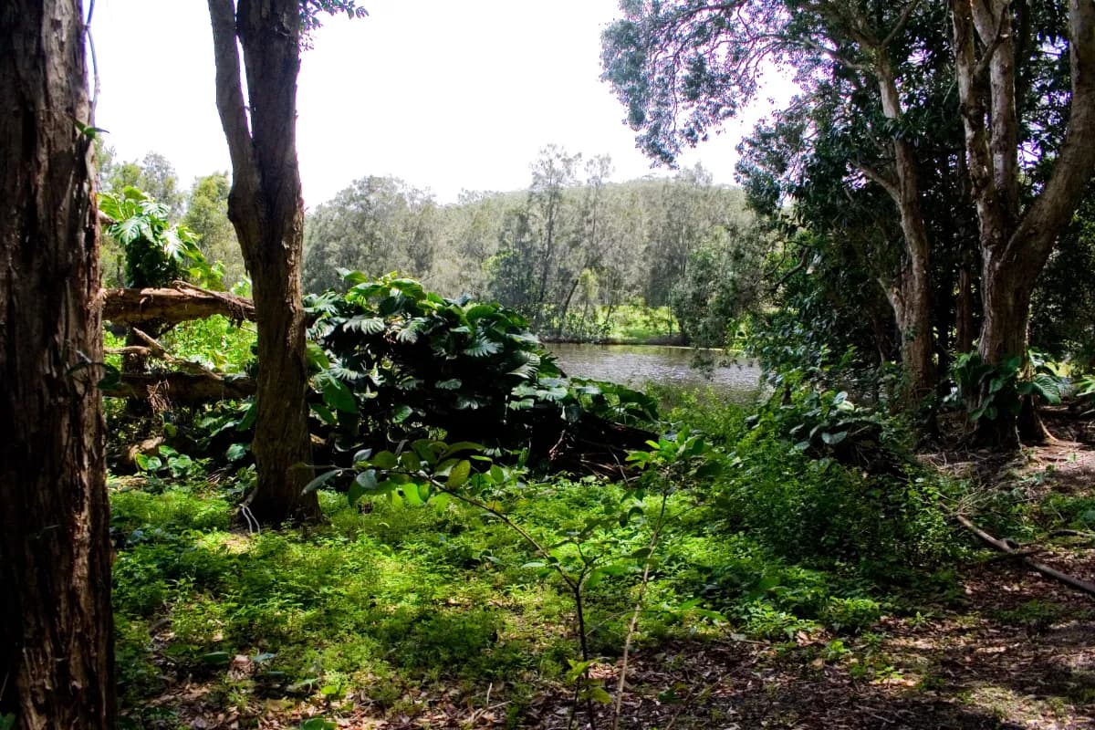 currumbin wildlife sanctuary