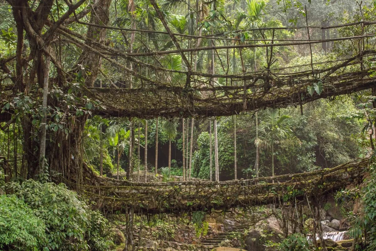 Double Decker Living Root Bridge View