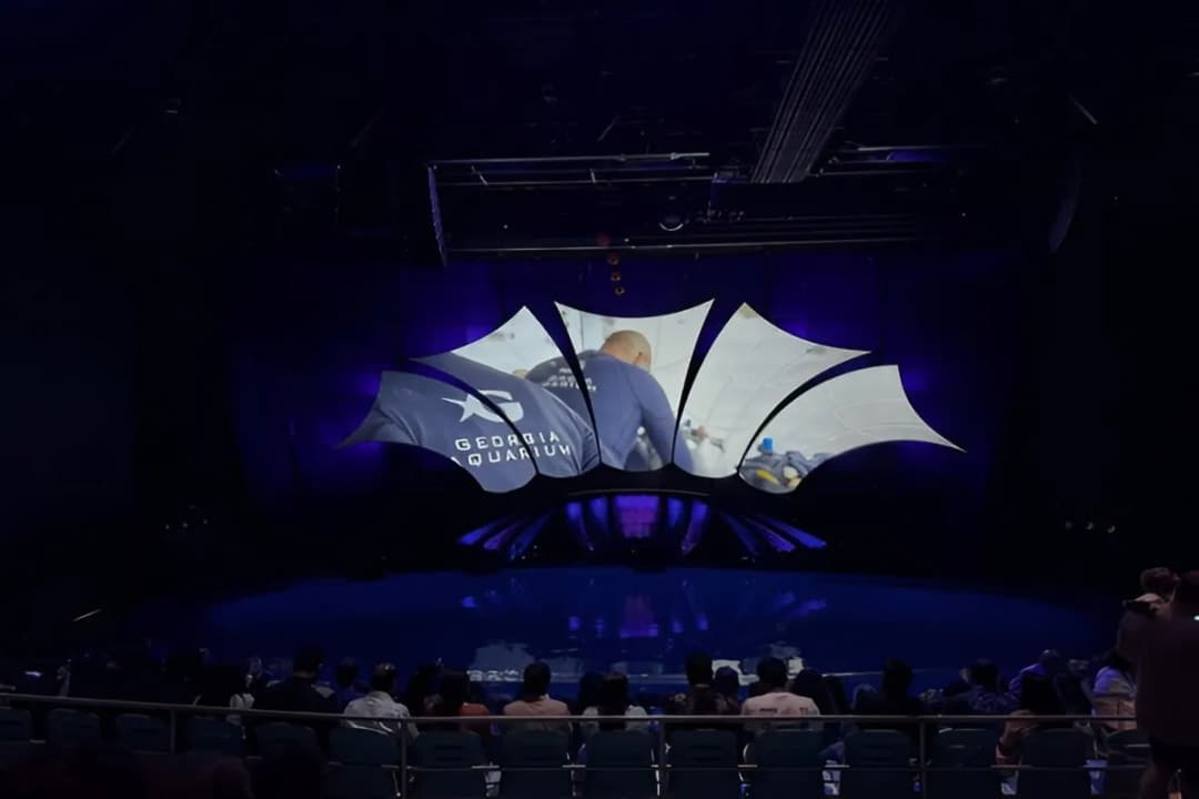 Dolphin Presentation