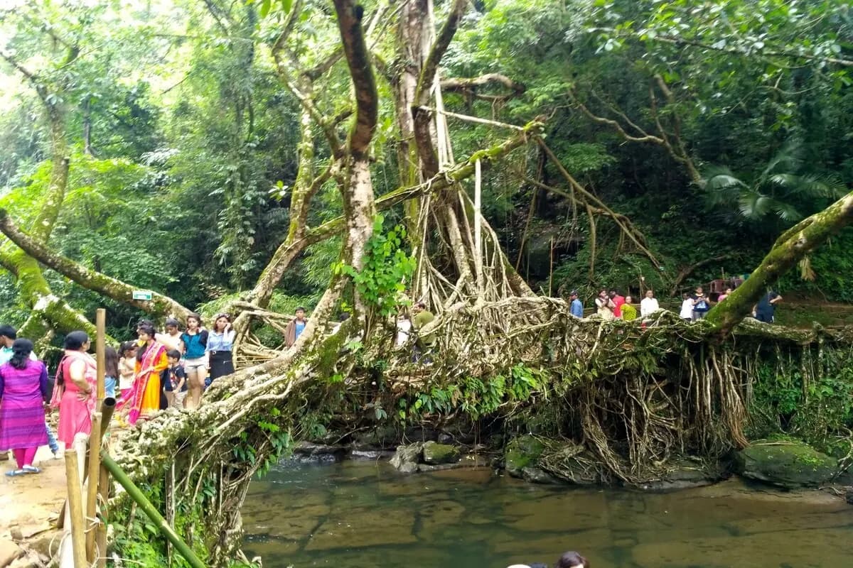 Living Root Bridge surrounded by peoples