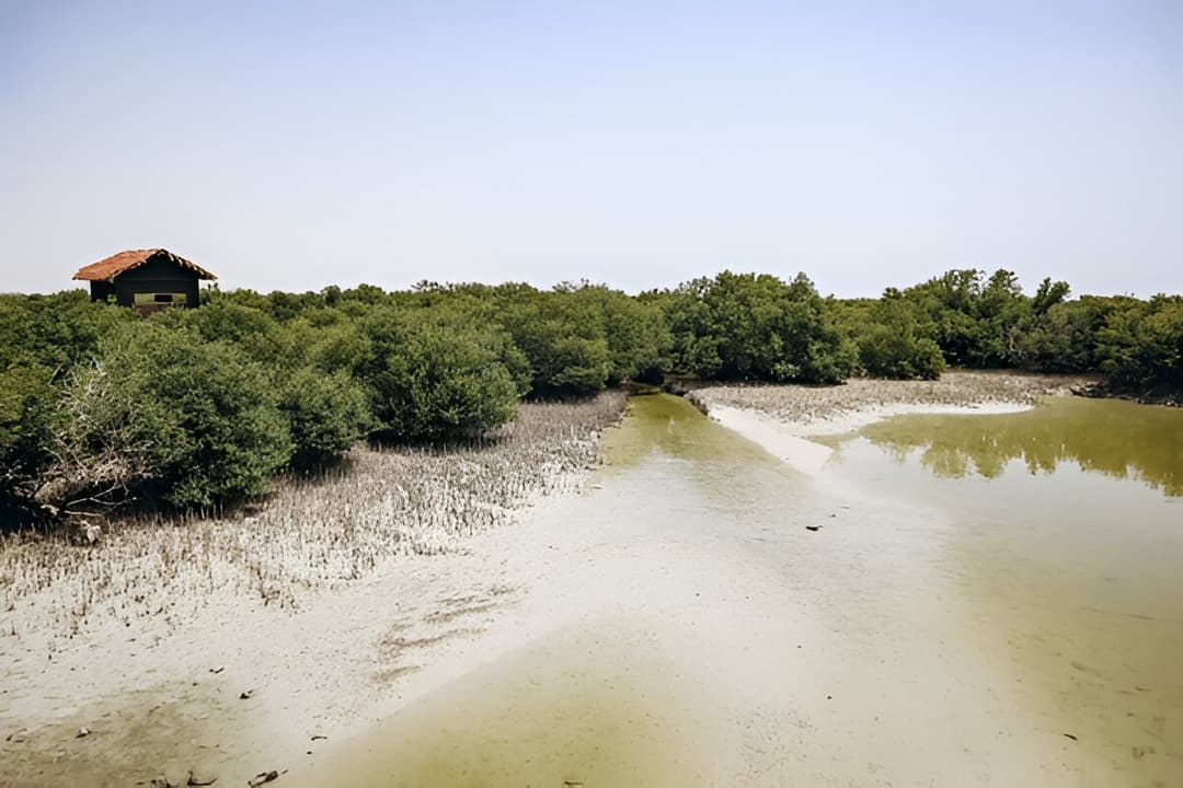 Mangrove Forests