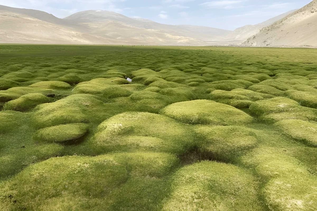 Puga Valley