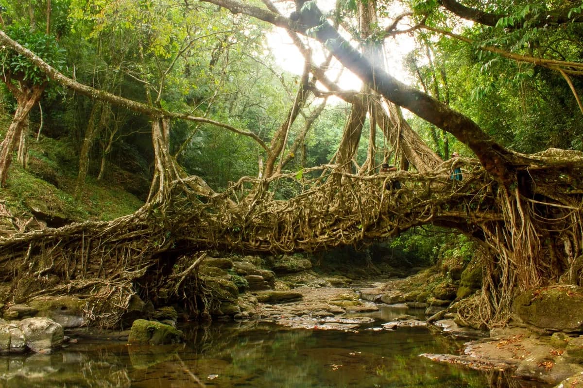 Living root bridge pathway in scenic Riwai village