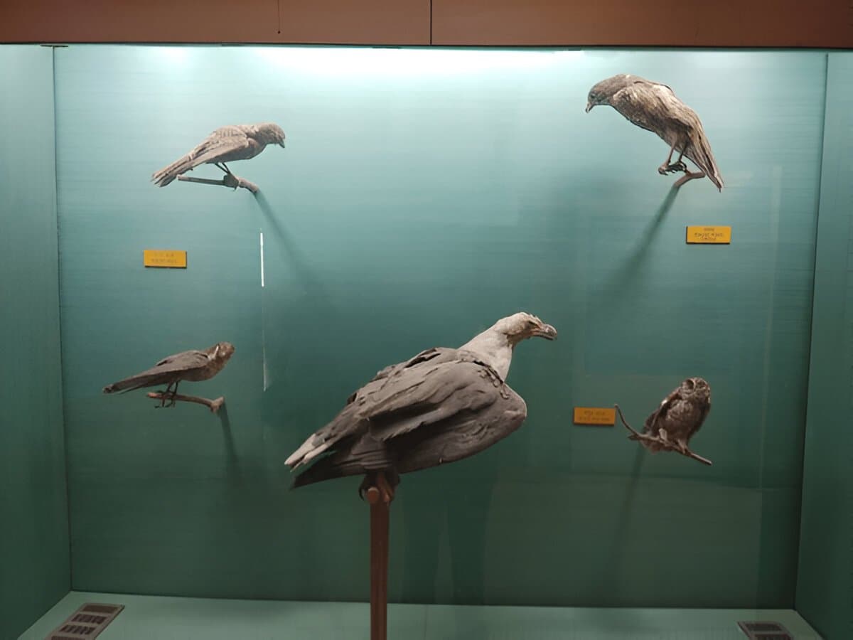 Odisha State Museum
