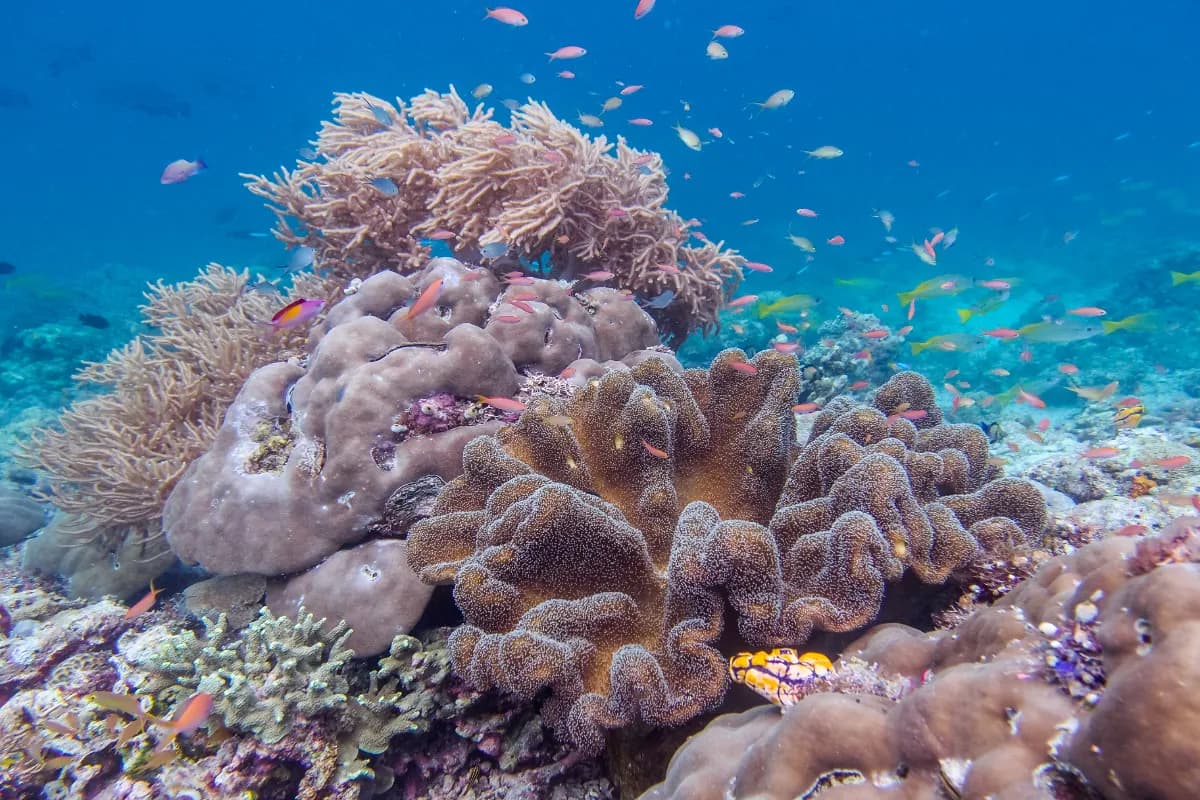 Sipadan Island