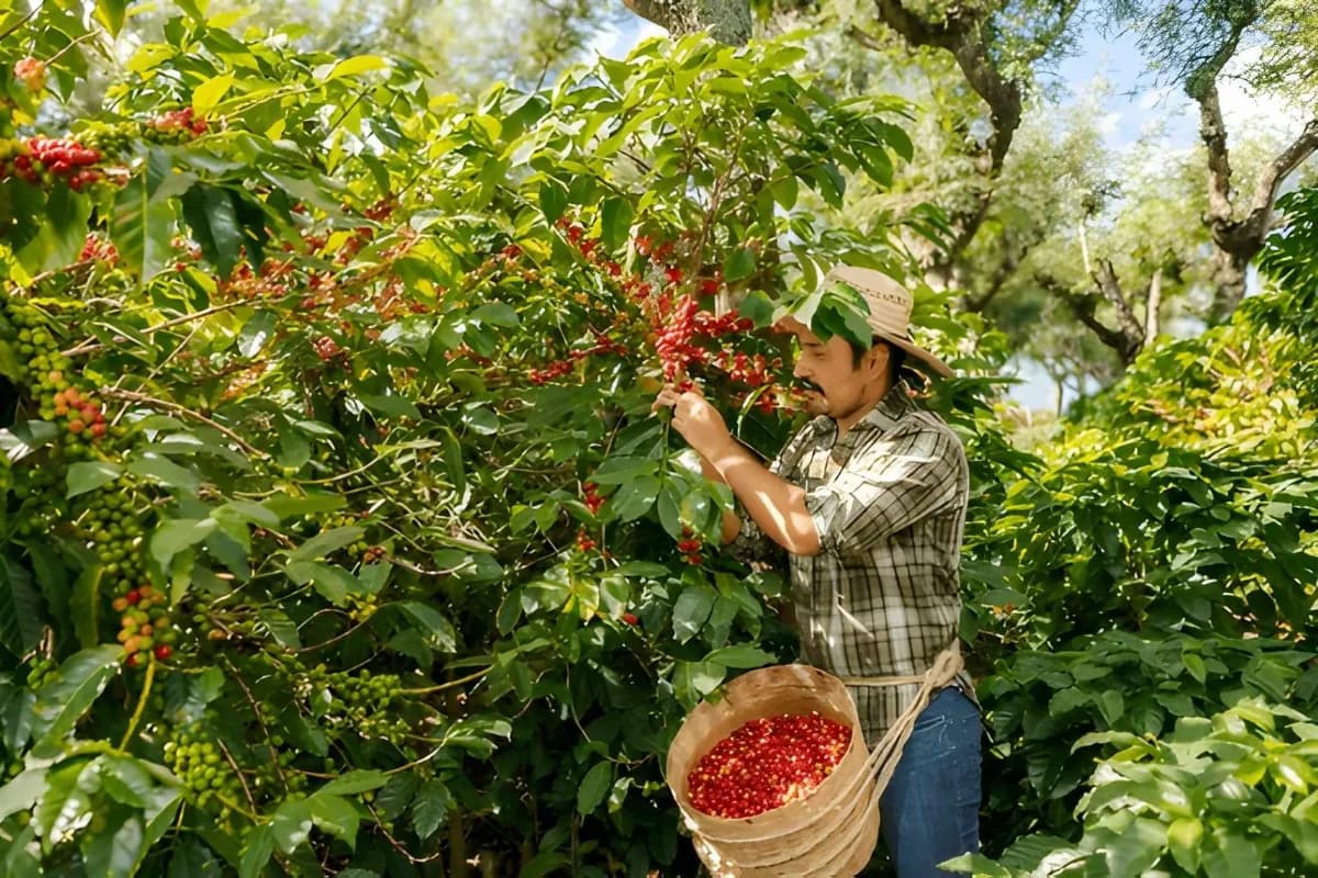 Farmer harvesting coffee on a plantation
