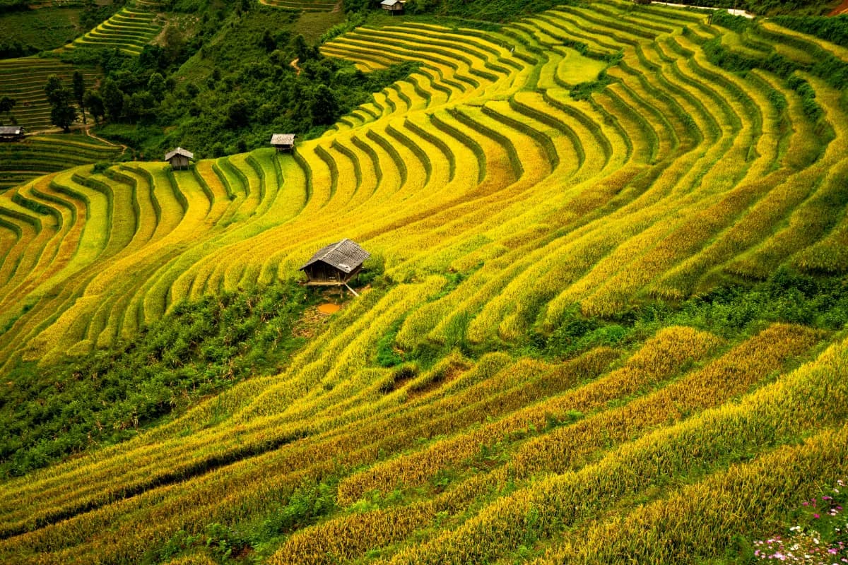 Vibrant golden rice terraces in Vietnam create a stunning landscape, showcasing agricultural beauty