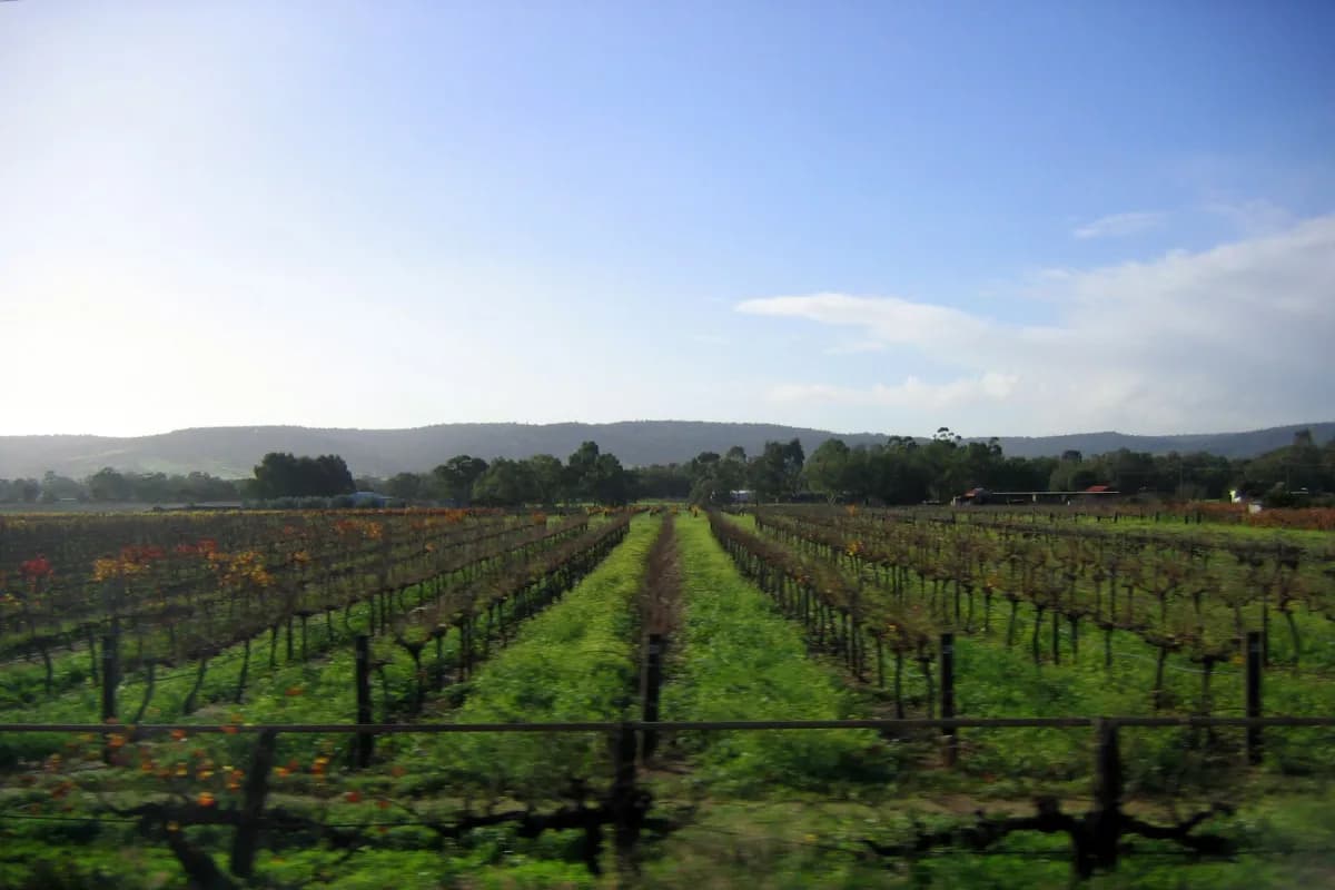 swan valley