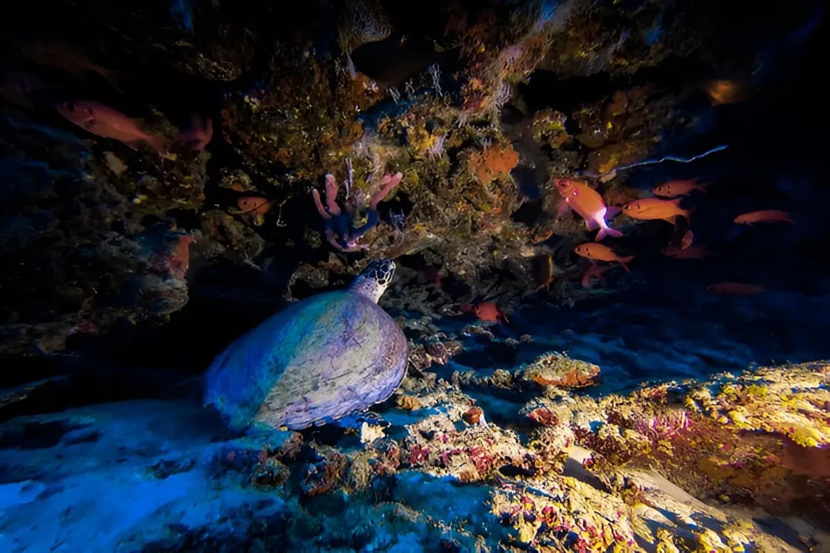 Banana Reef