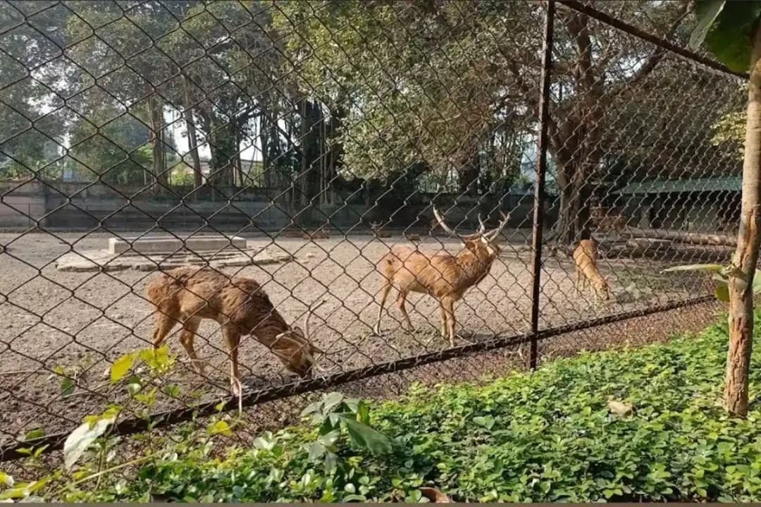 Mini Zoo