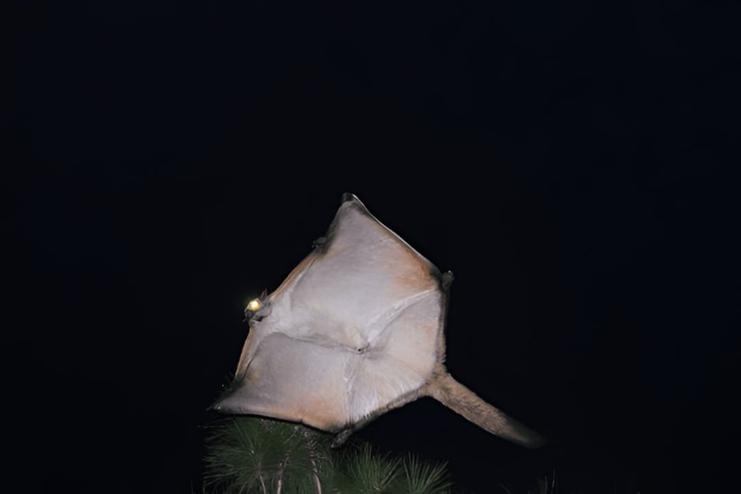 Giant Flying Squirrel