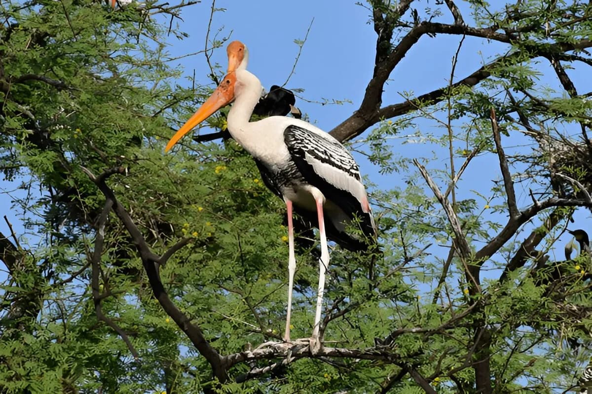 pitti bird sanctuary