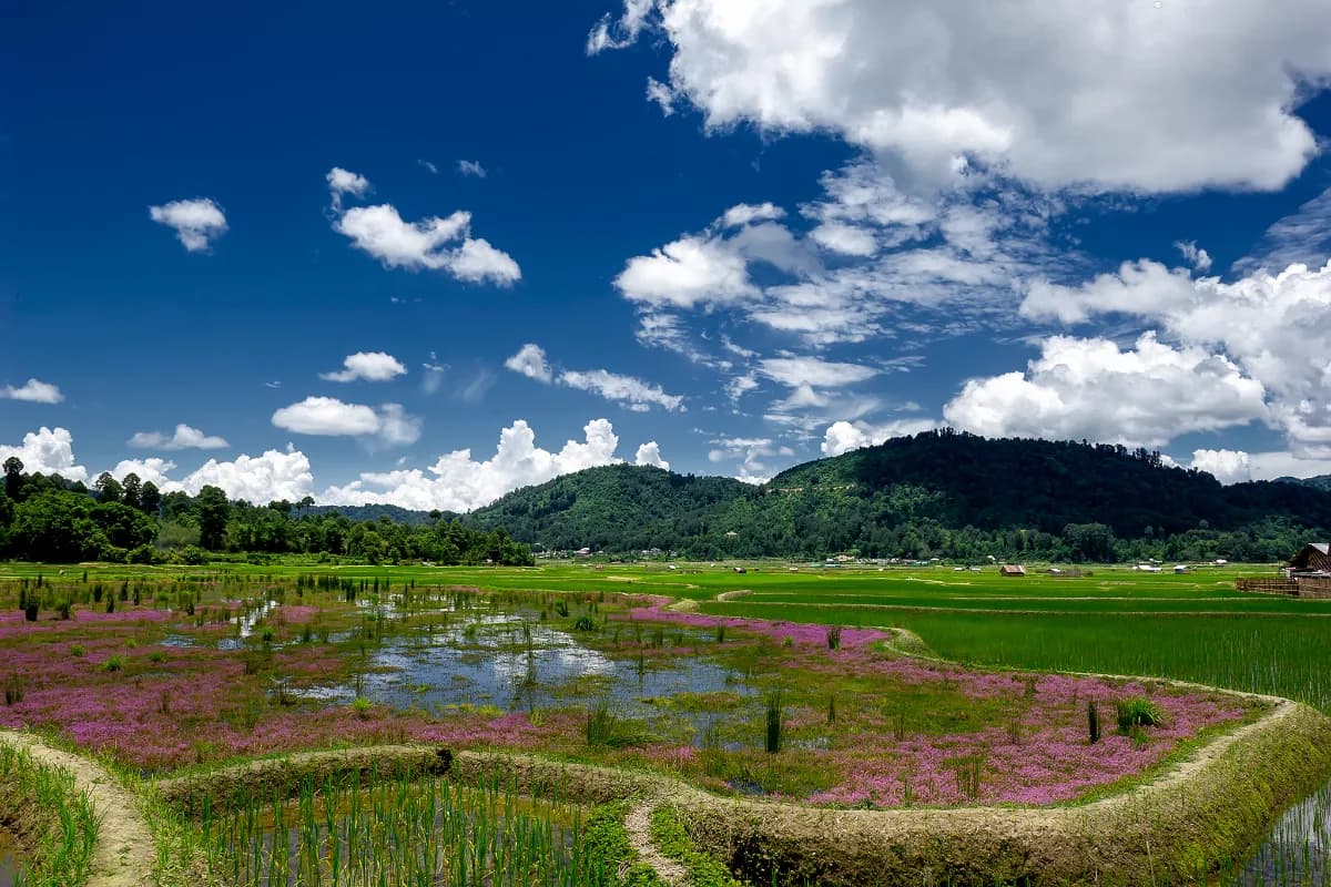 Ziro Valley