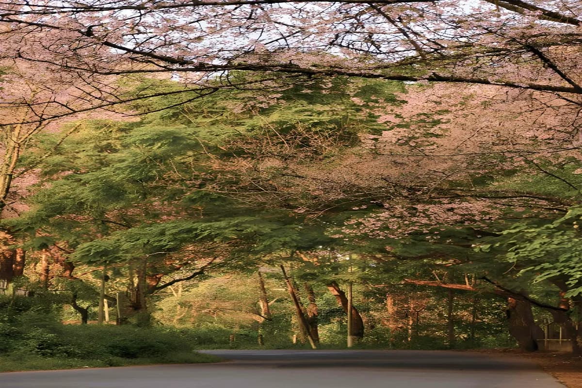 Cherry Blossom at Shillong road