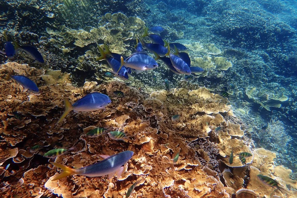 Great Barrier Reef