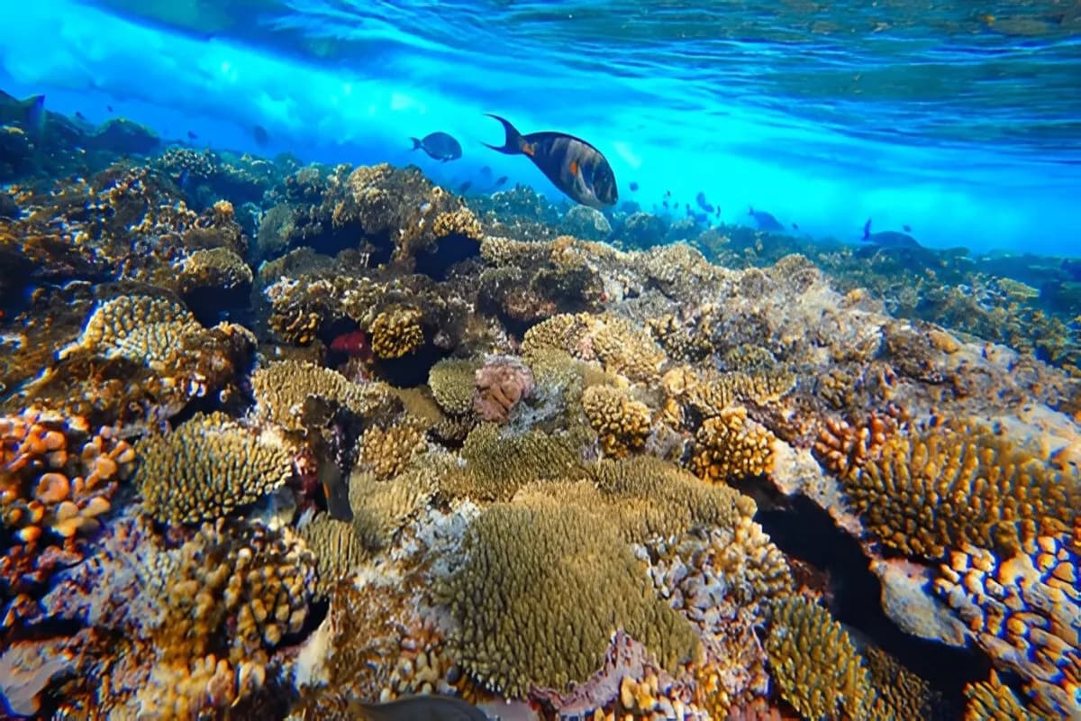 Scuba Diving Singapore