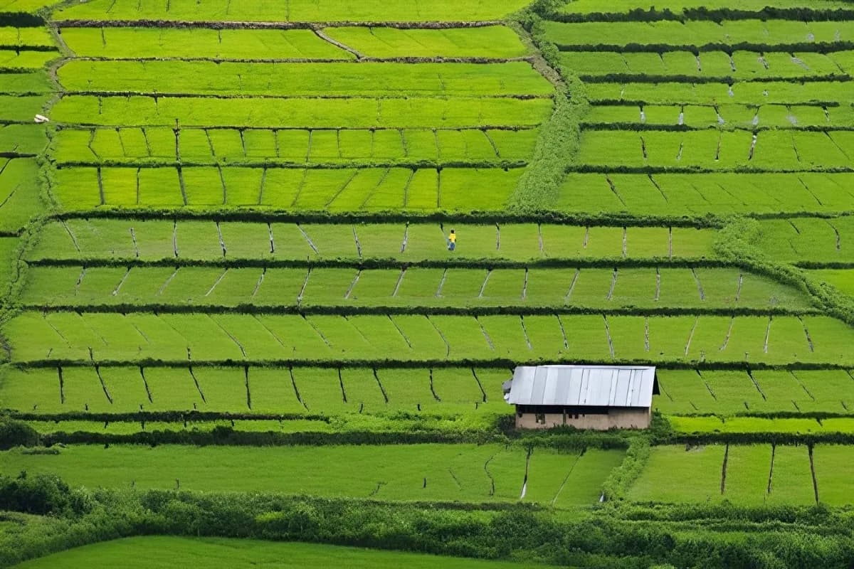 View of paddy fields from Tyrshi Falls, near Jowai