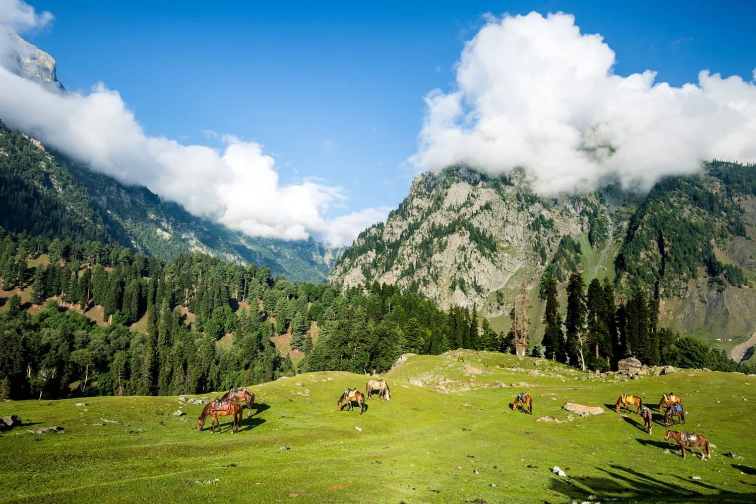 Ultimate Kashmir Voyage