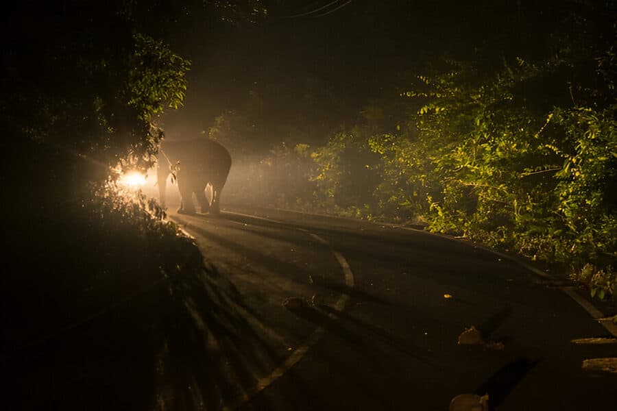 Night Safari in Khao Yai, Bangkok