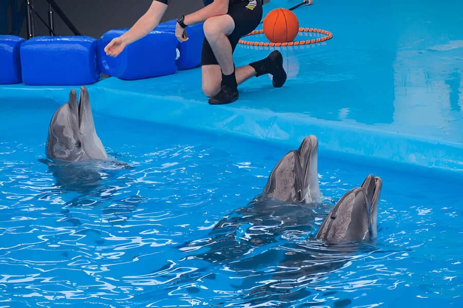 Dolphin Show, Phuket