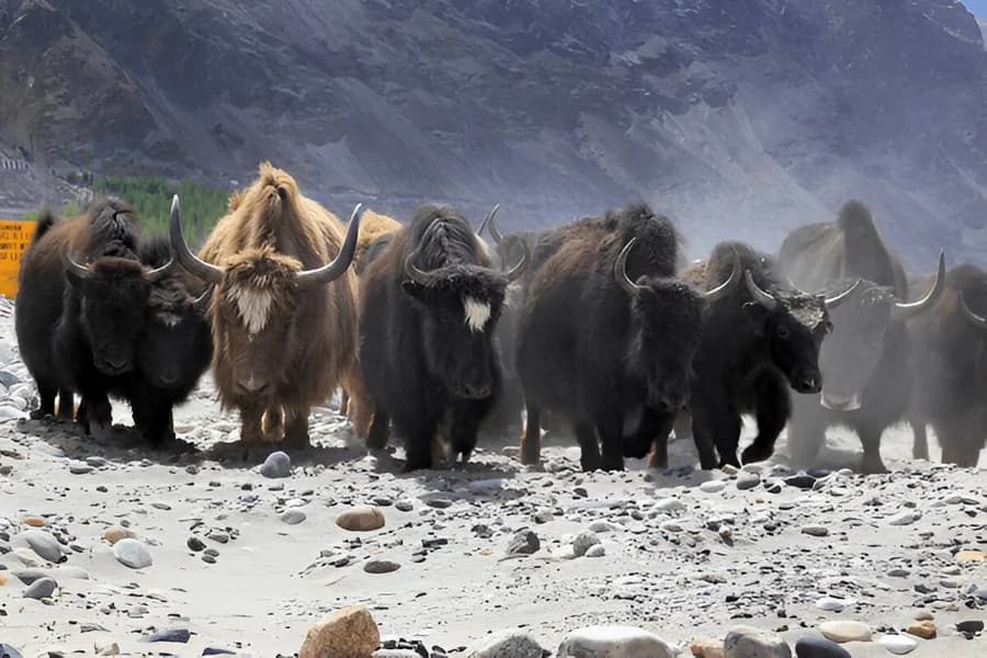 Yak Safari