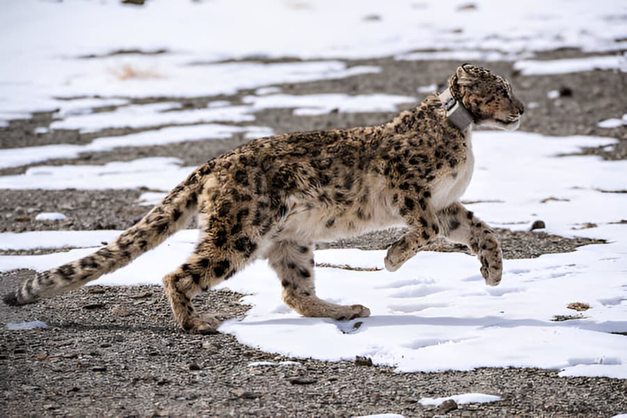 Leopards in Sri Lanka’s National Parks