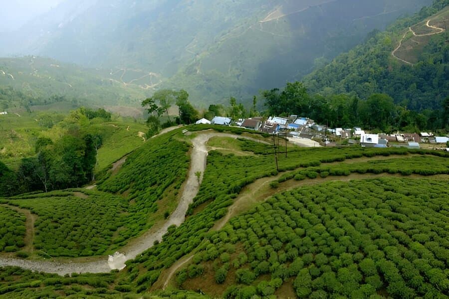 Explore the Beauty of the Tea Garden at Munnar