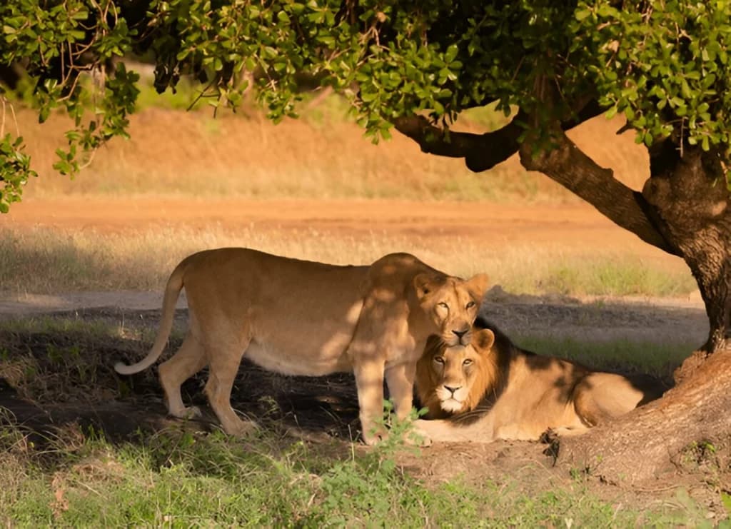 Gir National Park
