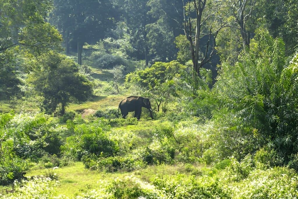 Bandipur National Park