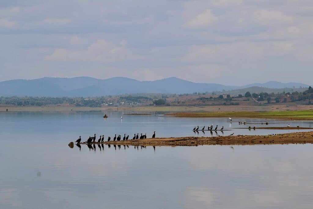 Kabini
